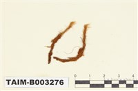 藏品(珠苔科)的圖片